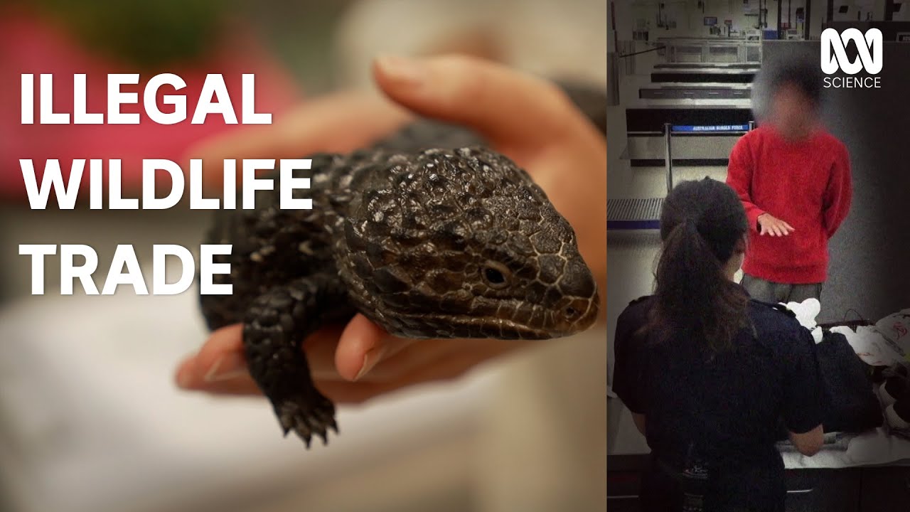 Australia’s innovative solution for illegal wildlife trafficking | Catalyst