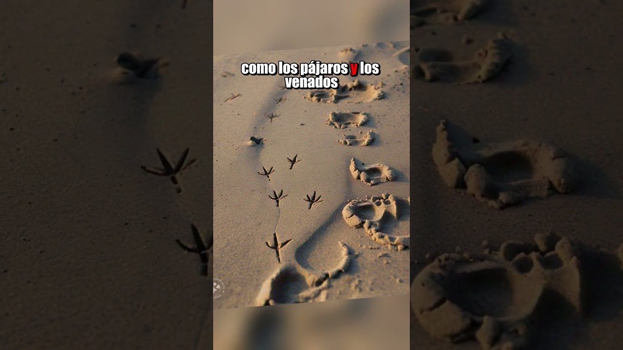 C&oacute;mo RASTREAR animales SALVAJES? 🐒🦁🐾