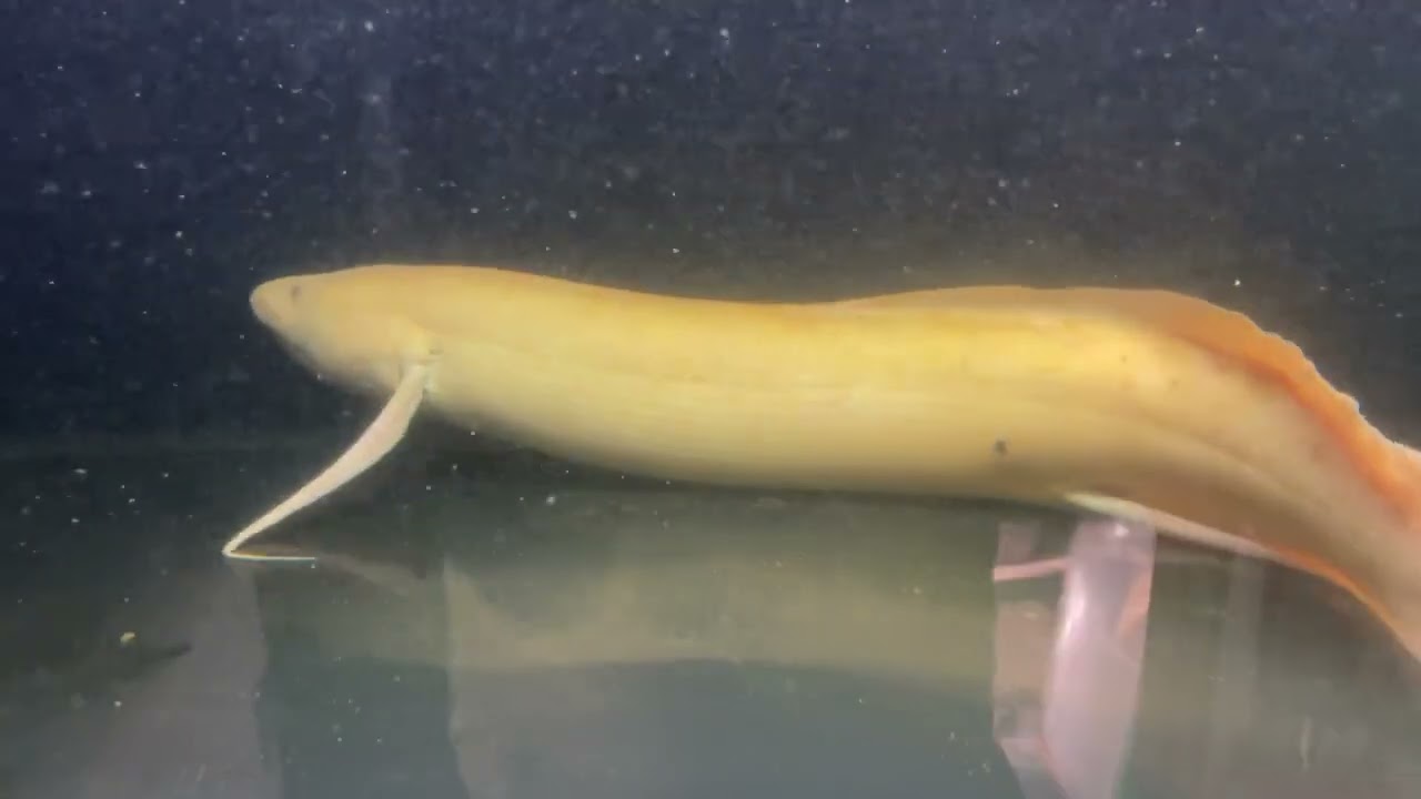 3ft Albino African Lungfish