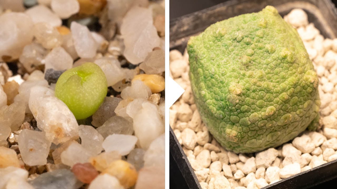 How to grow pseudolithos from seed