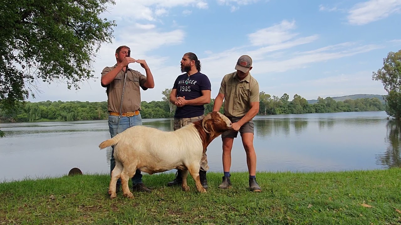 SA Boergoat Judge explaining difference between Stud Flock and Cull Goats