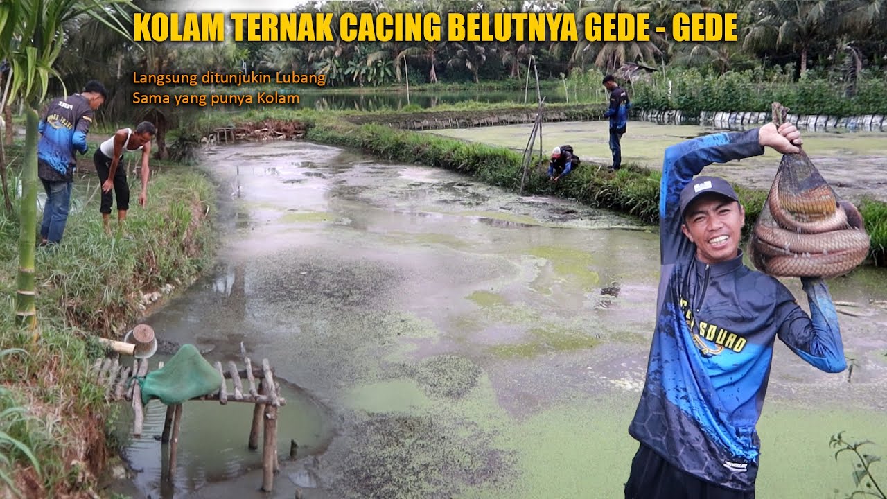 GREBEK KOLAM CACING YANG DIHUNI BELUT BESAR DAN GANAS