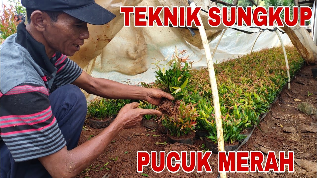 CARA PERBANYAK/ STEK  SUNGKUP  TANAMAN HIAS PUCUK MERAH  DAUNNYA TIDAK LAYU !!