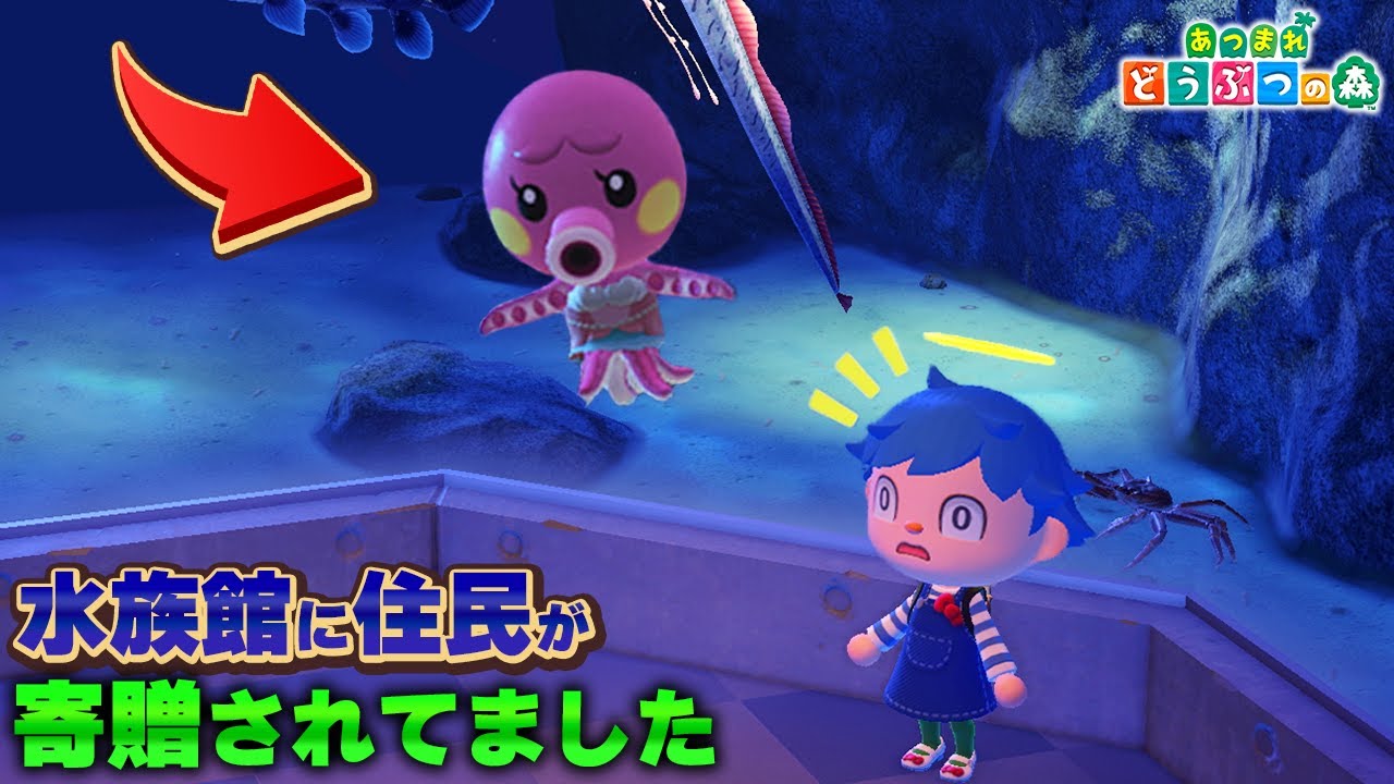 なぜか水族館コーナーに住民のタコリーナが寄贈されてました・・・【あつ森 / あつまれどうぶつの森】【アップデート / アプデ】