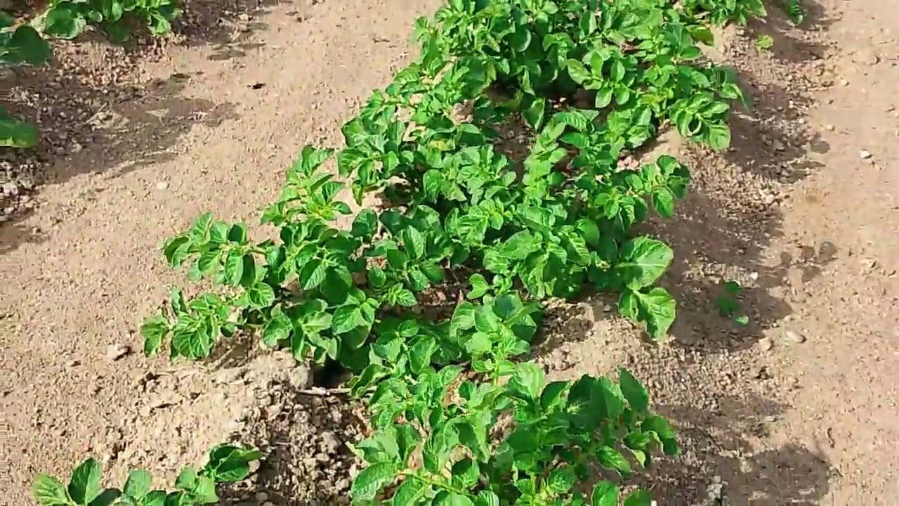 Walking muna again dito SA farm week end.again thanks god always 