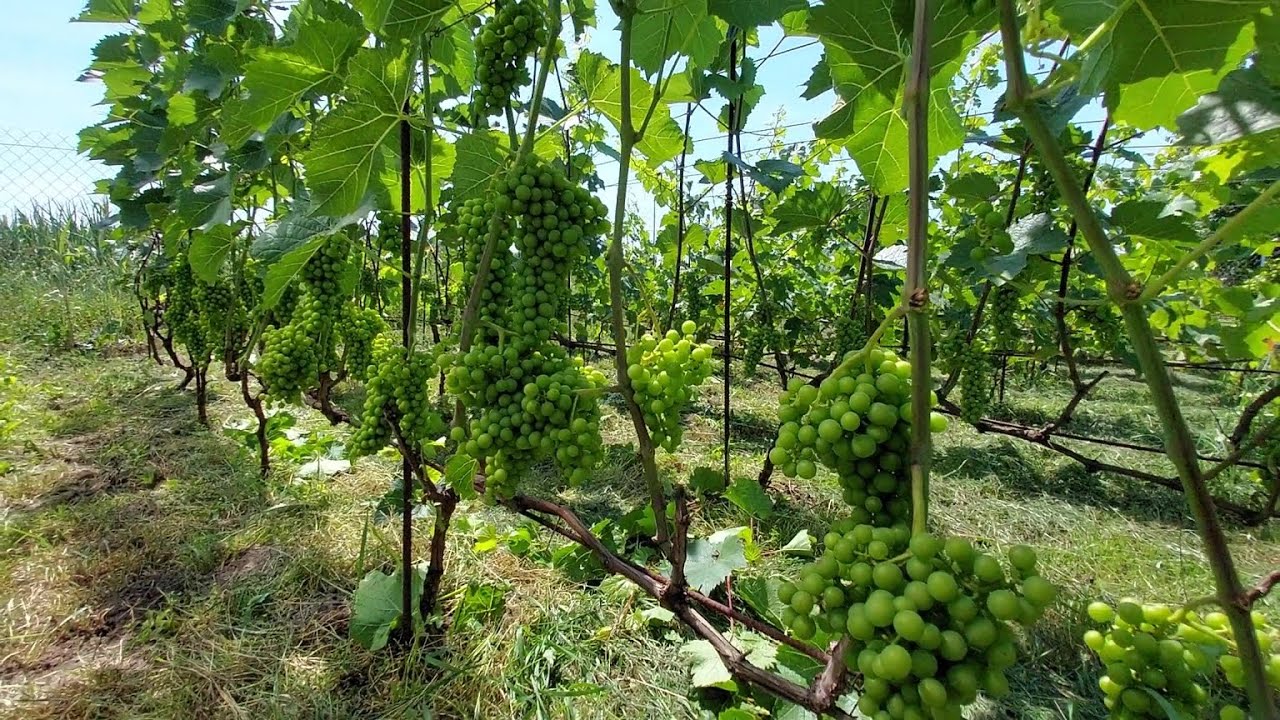 Lipiec w winnicy – rozwój gron i pielęgnacja krzewów winorośli 🍇
