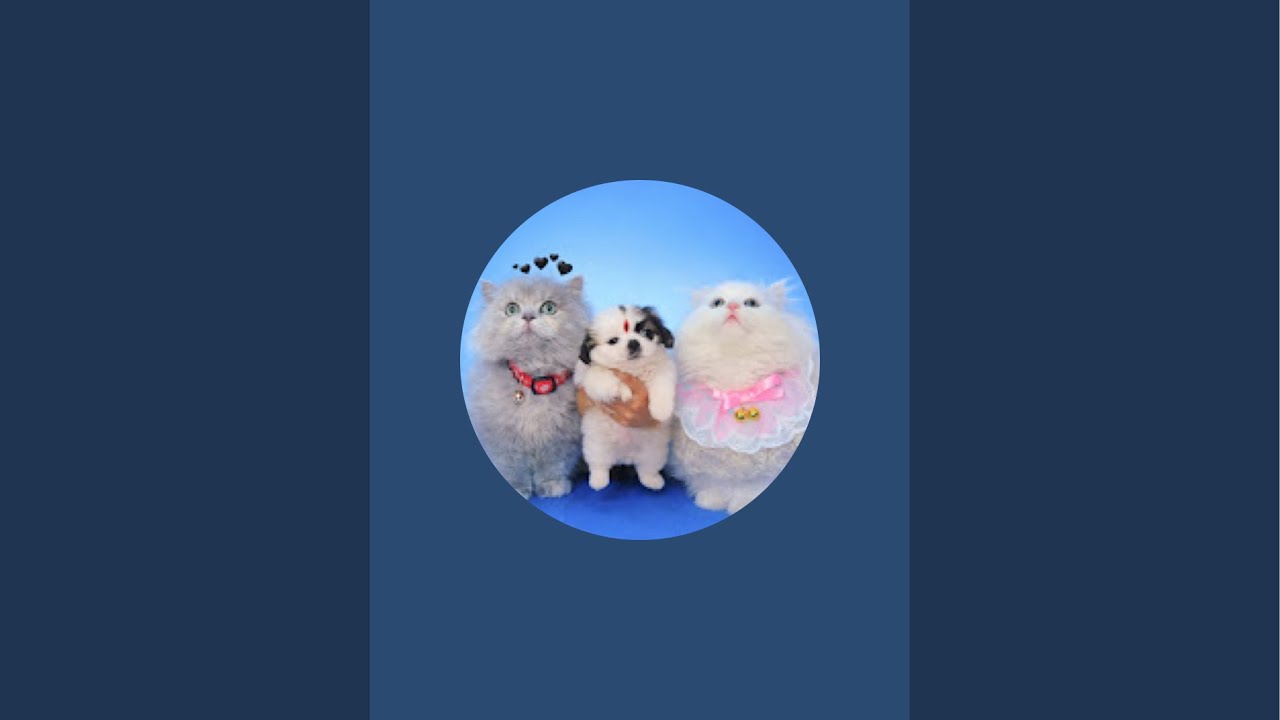 Cute kitten 🐾 Live[193] #cat#ytshorts #livestream #live #foryou #viralvideo #youtubeshorts#trending