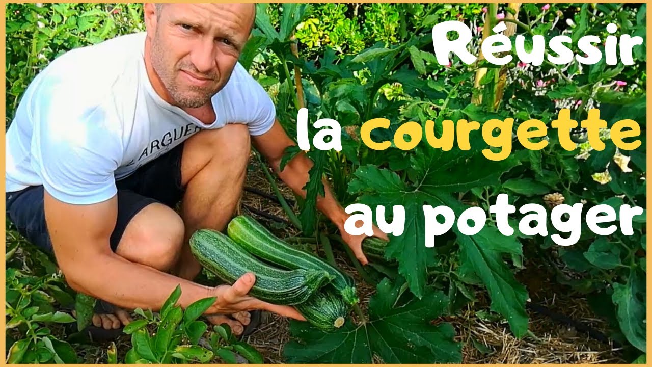 RÉUSSIR LA COURGETTE AU POTAGER