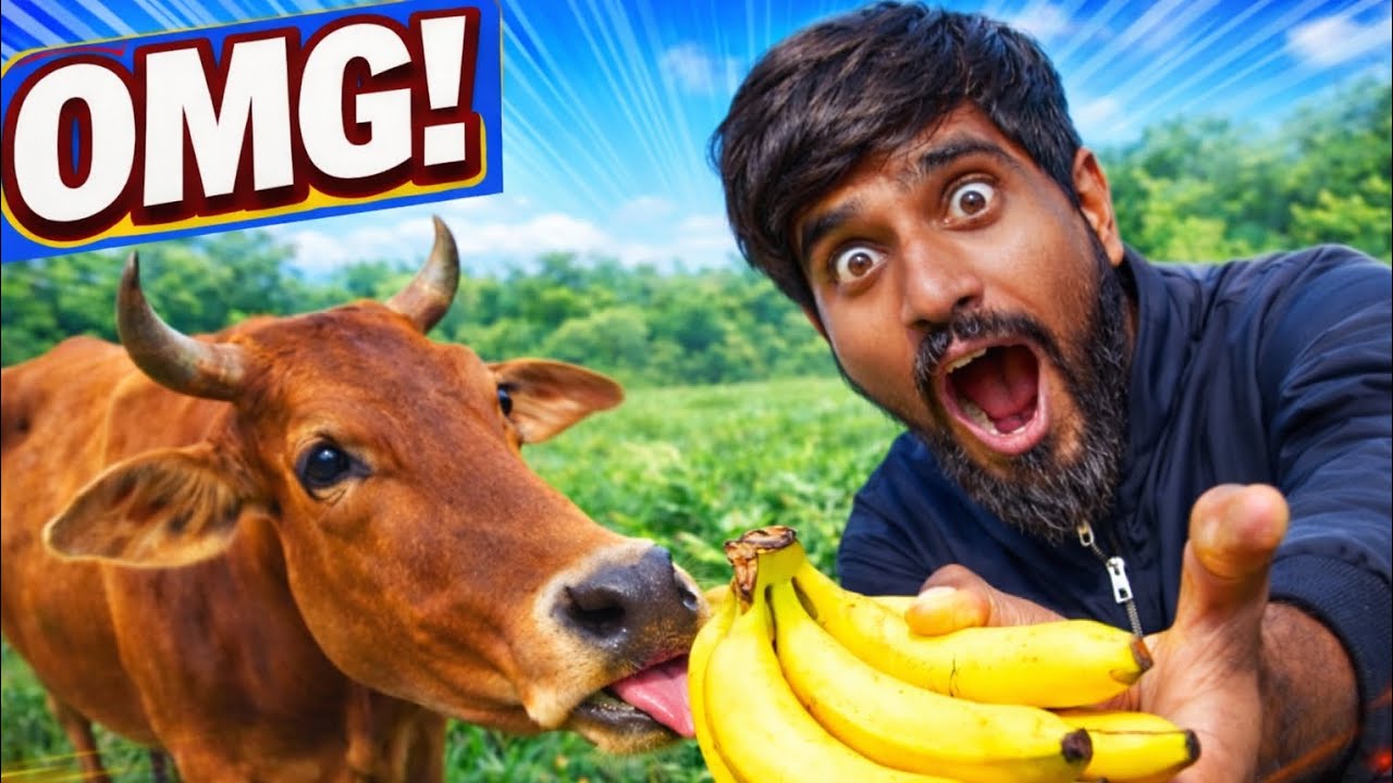 FEEDING BANANAS 🍌 TO 🐄 COWS