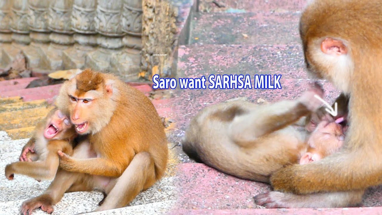 Best funny...When baby monkey SARO plays with monkey SAHSA and want to breastfeeding like that.