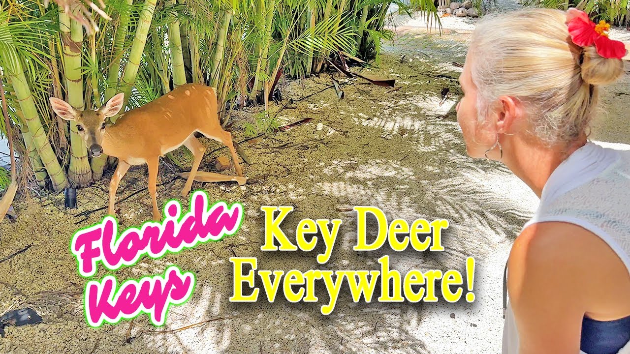 Продается дом на набережной во Флориде с ключами: олень во дворе!