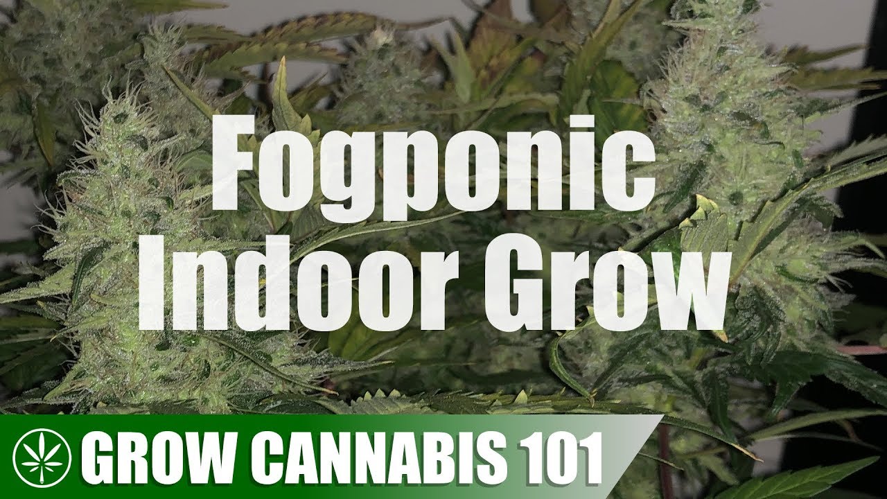 Fogponic / Aeroponic Clone to Harvest Timelapse Grow