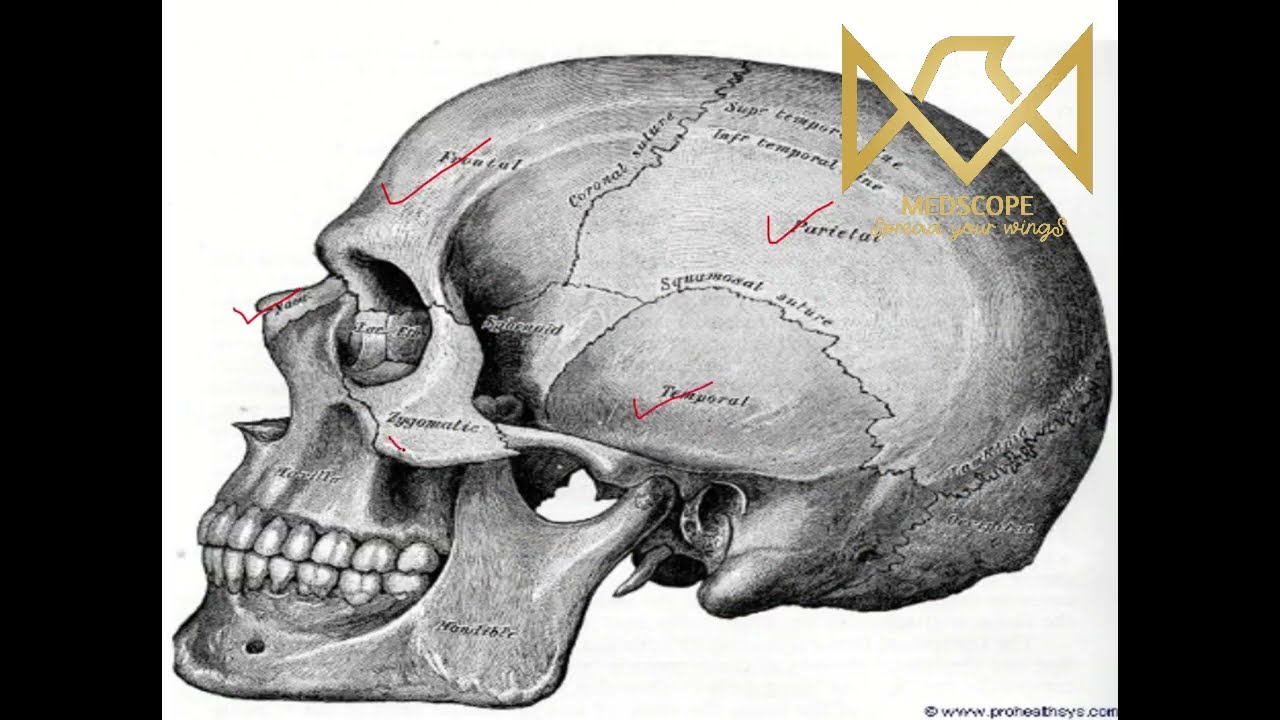 Skull - Norma lateralis & Mandible - Anatomy - GIT - Dr Omar Medhat - Meeting 1