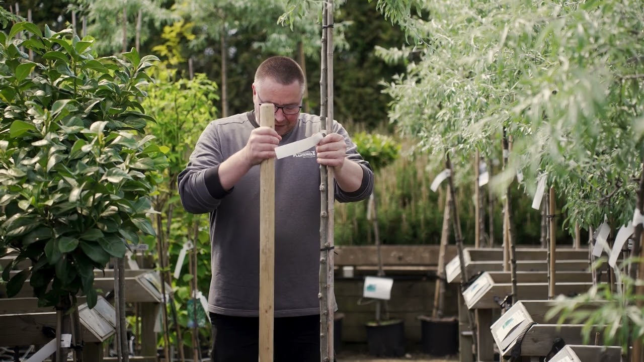 Sådan planter du et træ