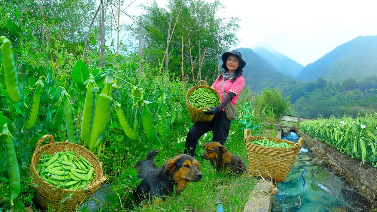 Harvest Hyacinth Beans With My Brother To Sell At The Market, Cook Some Delicious Dishes, Garden