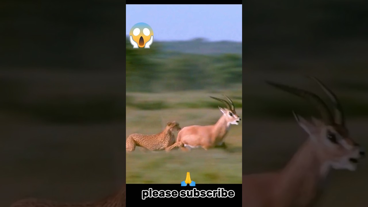 tiger attack deer || Amazing Tiger Attack , leopard attack deer