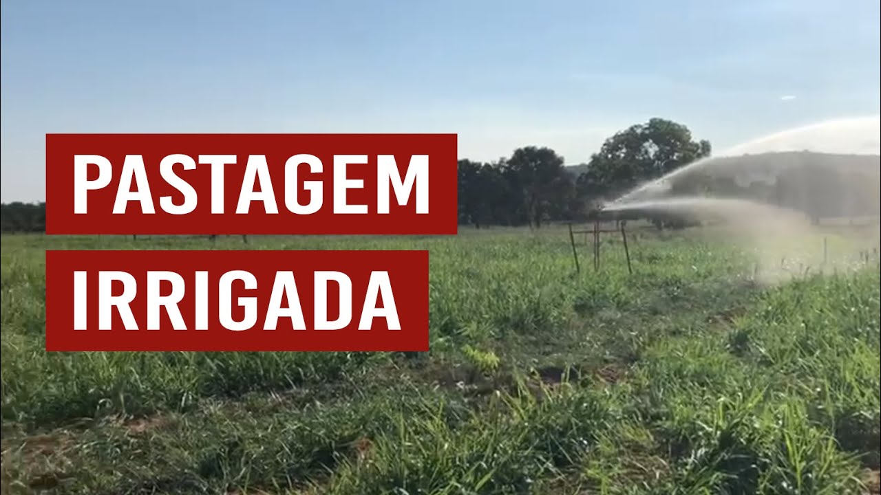 Pastagem irrigada