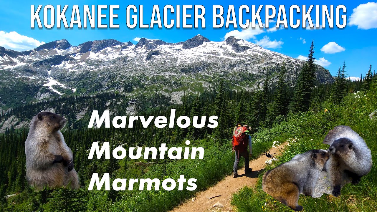 Marvelous Mountain Marmots - Kokanee Glacier Backpacking [4k] Day 1