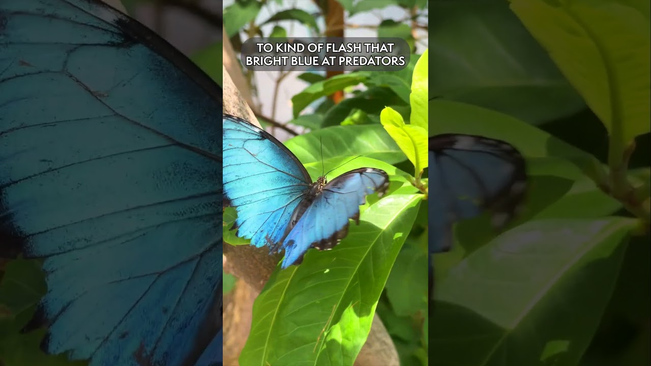 Meet the Blue Morpho Butterfly: A Cerulean Showoff!