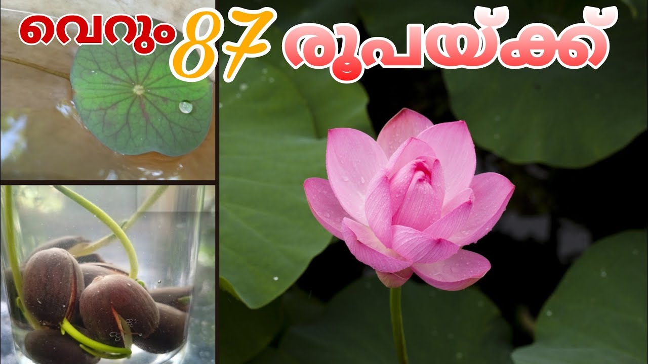 Lotus Seed Planting താമര വിത്ത് വാങ്ങി മുളപ്പിച്ചു വളർത്താം