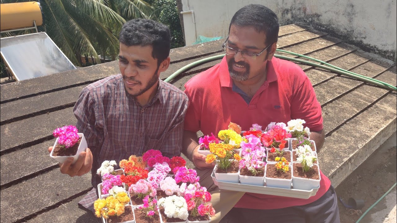 My collection of Portulaca/Table Rose  |  എന്റെ തായ്‌ലൻഡ് വെറൈറ്റി പത്തുമണിപ്പൂ കളക്ഷൻസ്