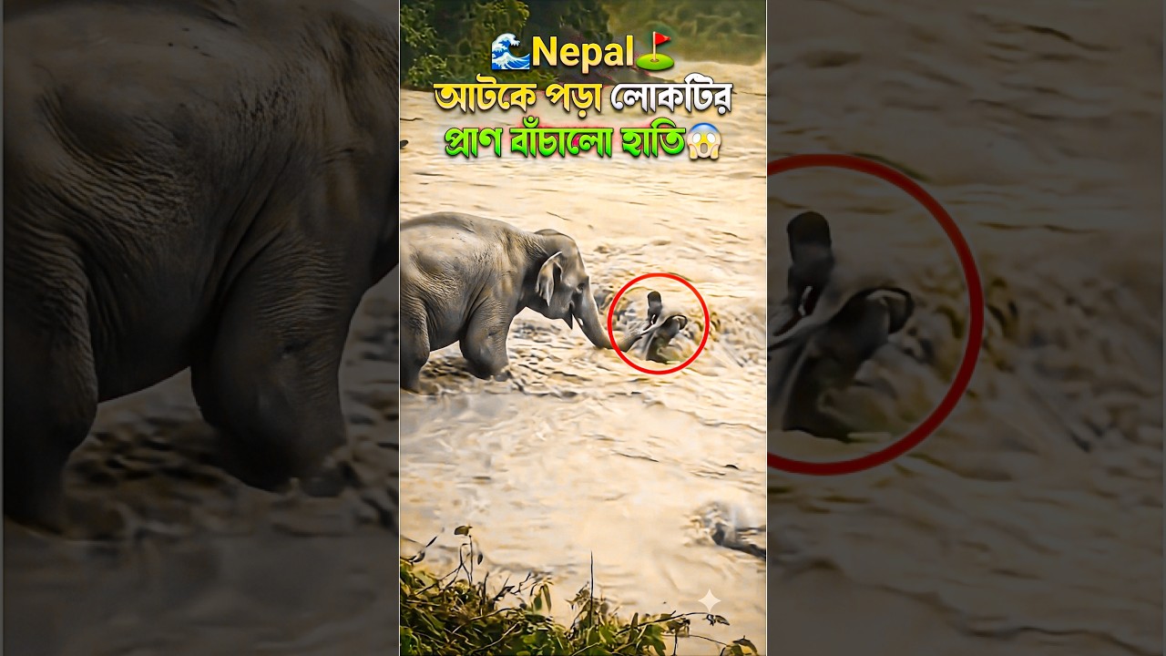 Elephant Rescues Man From Floodwaters 😱🐘🌊 | Viral Rescue Video | #shorts