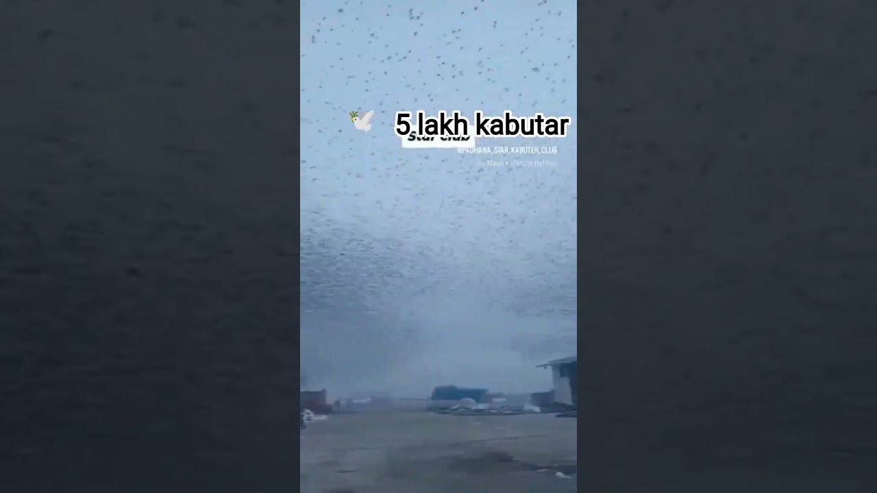 5 lakh kabutar #kabootar #pigeon #birds #shortfeed