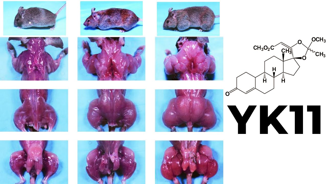 YK11 Myostatin Inhibitor – Increased Follistatin, Results & Side Effects