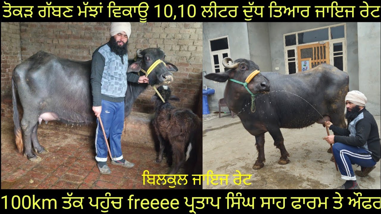 #ਤੋਕੜ