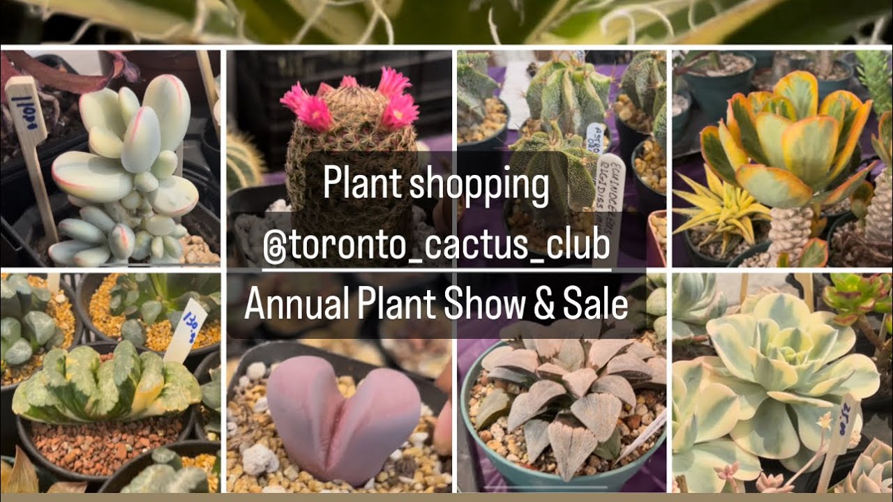 Покупка растений @torontocactusandsucculentc162 ежегодная выставка-продажа растений
