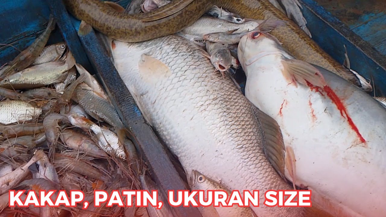 PANEN IKAN HASIL MENGHADANG SUNGAI, DAPAT PATIN JUMBO DAN KAKAP - JARING IKAN [AMPAS]