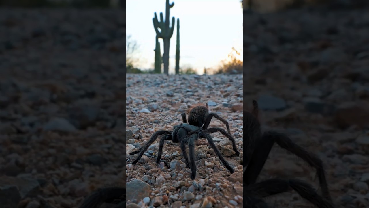 Traveling To Tucson To Track Tarantulas.  