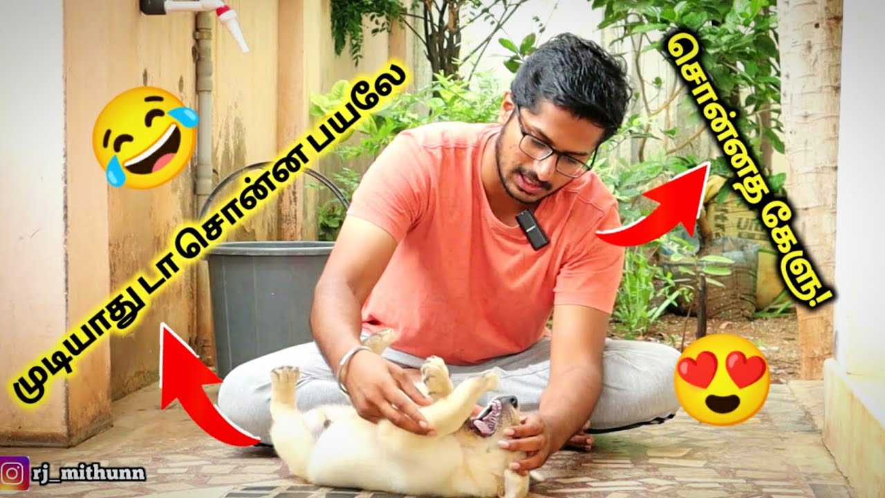 Teaching Maara to Spin😍😂/Labrador Training 🔥 / சொன்னதெல்லாம் கேக்கறேன் 😍