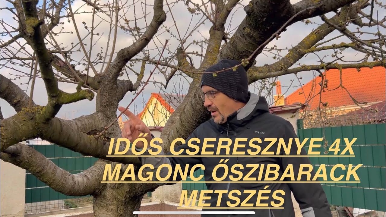 CSERESZNYE ÉS ŐSZIBARACK METSZÉS 2024 március 17.