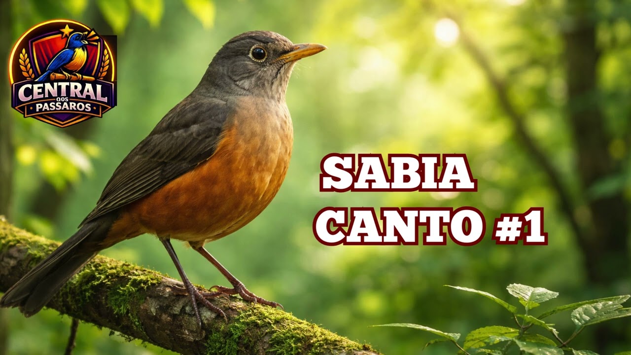 Sabiá-Laranjeira Cantando Forte na Natureza | Canto Limpo e Relaxante   #canto1
