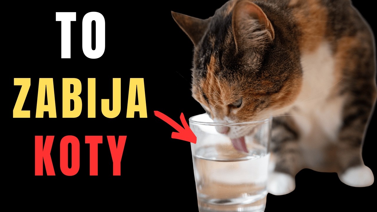 20 Błędów w Karmieniu Kota, Które Mogą Skrócić Jego Życie