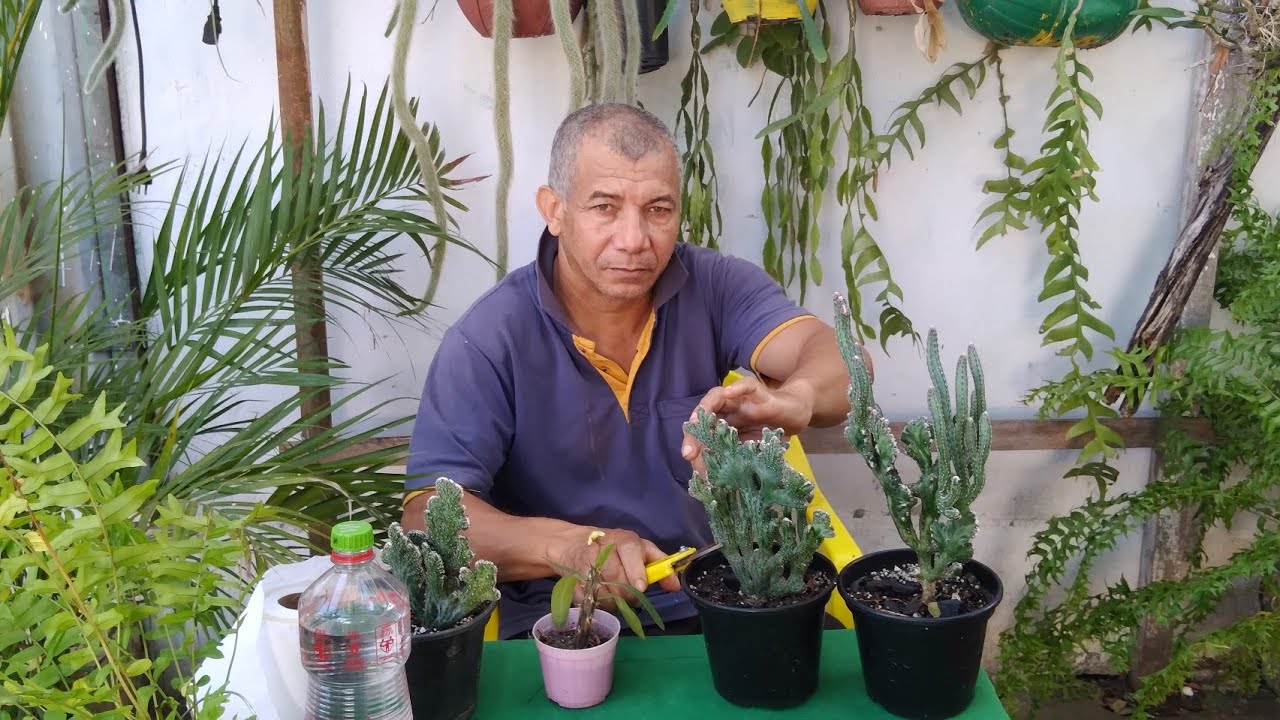 podando cacto rabo de sereia pra faser mudas