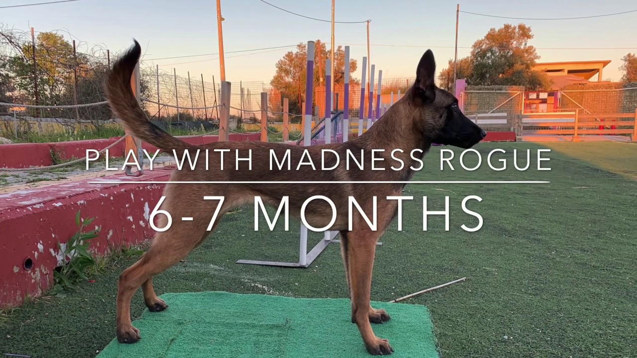 Malinois puppy Ro, 6-7months