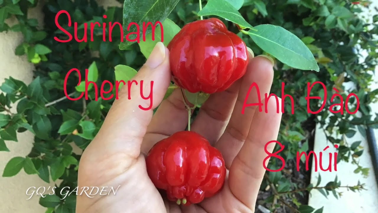 A Must Have in the Garden! Surinam Cherry Tree in Southern Cali (Anh Đ&agrave;o 8 m&uacute;i)
