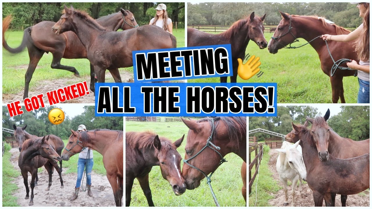 My Baby Horse MEETS ALL THE HORSES! *He got kicked!