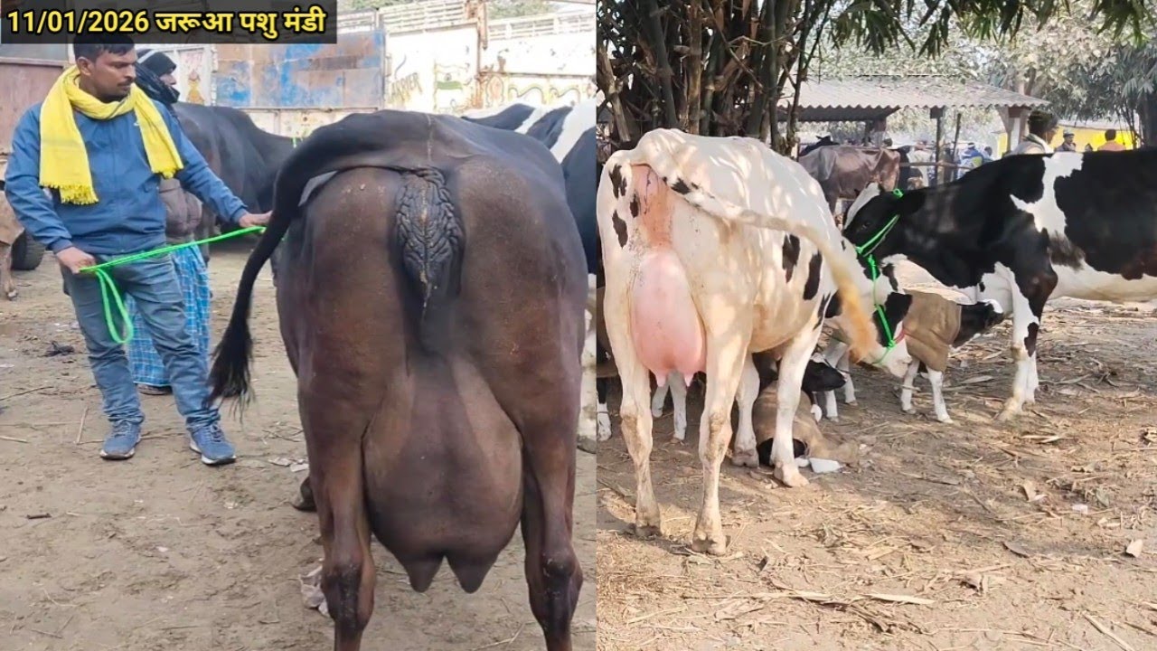 पूरे बिहार में सबसे अच्छी गाय जरूआ पशु मंडी में मिलती है #cowmarket #jaruapashumandi