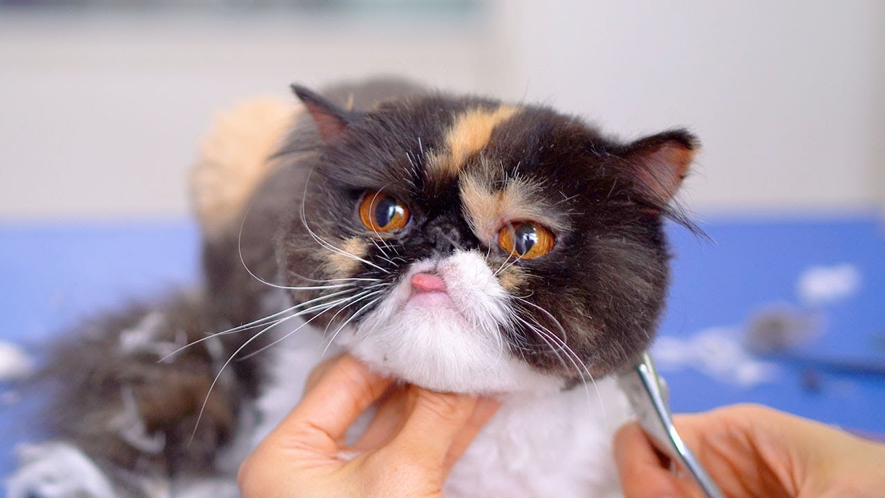 Кот высунул язык! Самый милый!! 😻🛁✂️❤️