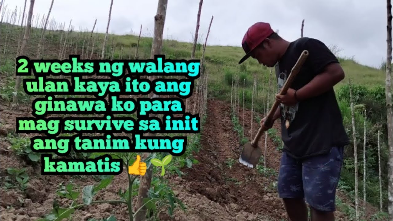 2 WEEKS NG WALANG ULAN KAYA ITO ANG GINAWA KO PARA MAG SURVIVE ANG TANIM KONG KAMATIS 👍🌱