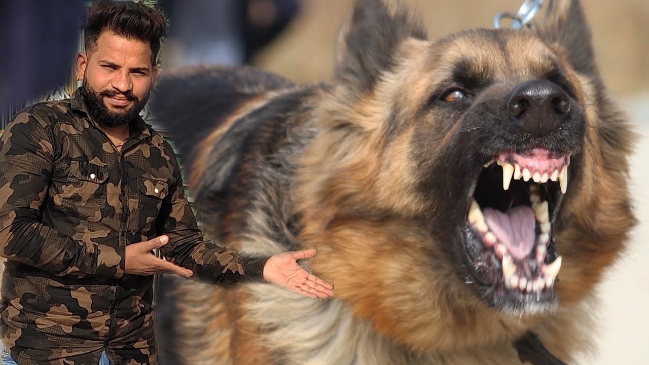 How to make your Dog Aggressive|Dog ko Aggressive Kese Banaye