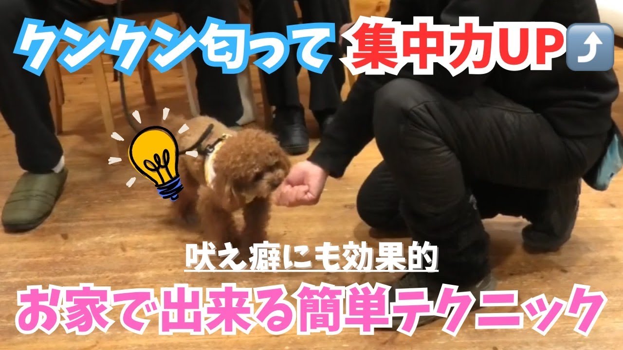 【犬と生活】これが出来れば、問題行動を作らないために必要な事！#puppy  #愛犬 #犬のいる生活 #大型犬のいる生活 #ドッグトレーナー #ドッグトレーニング #トイプードル #柴プー
