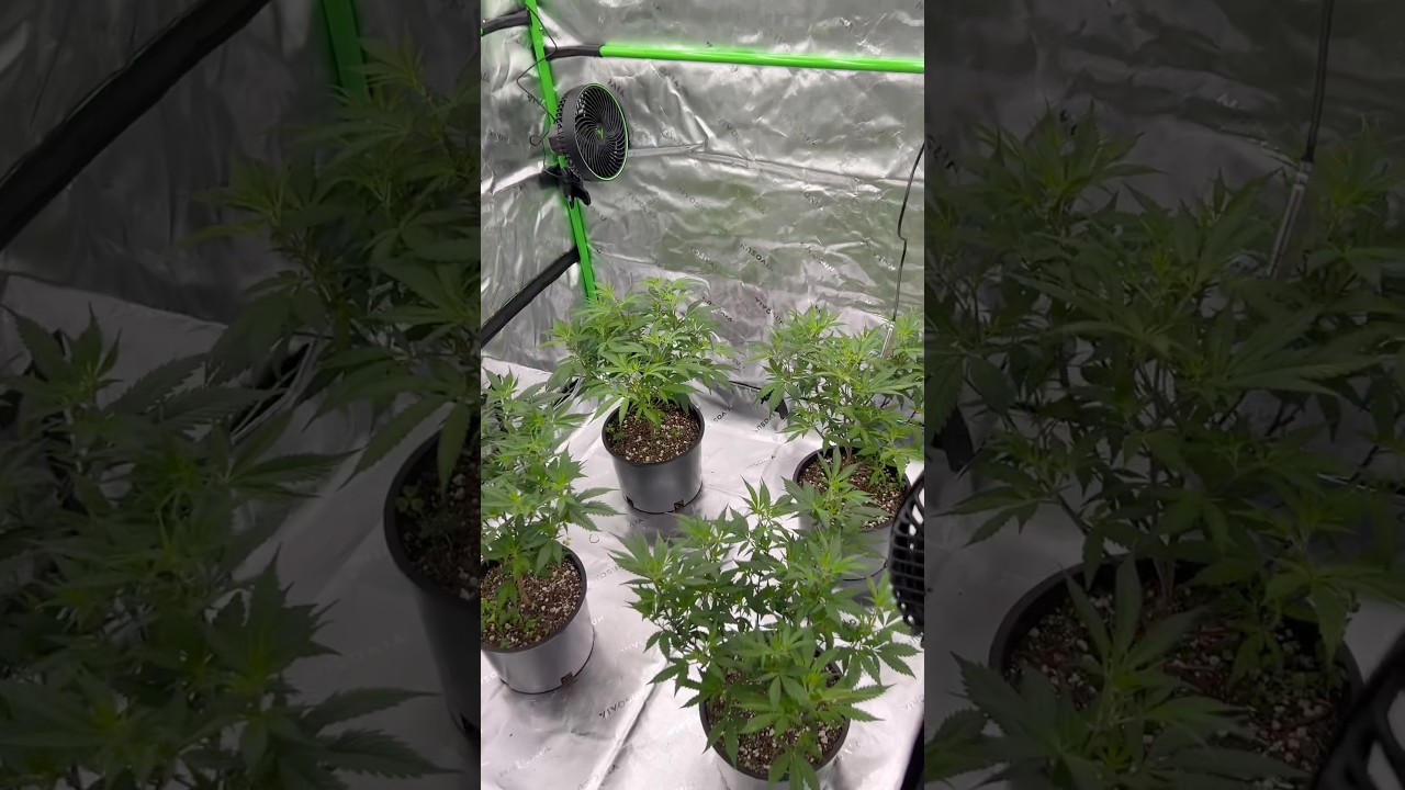 Organic Cannabis in 4x4 Grow Tent #Vivosun #Gardening #homegrown