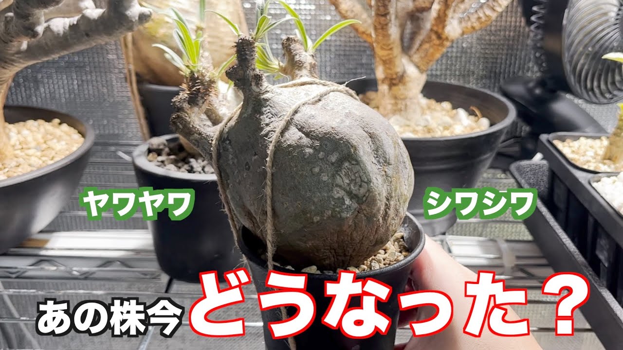シワのある株をパンパンにするやり方を説明するはずが…｜パキポディウム｜Pachypodium｜gracilius
