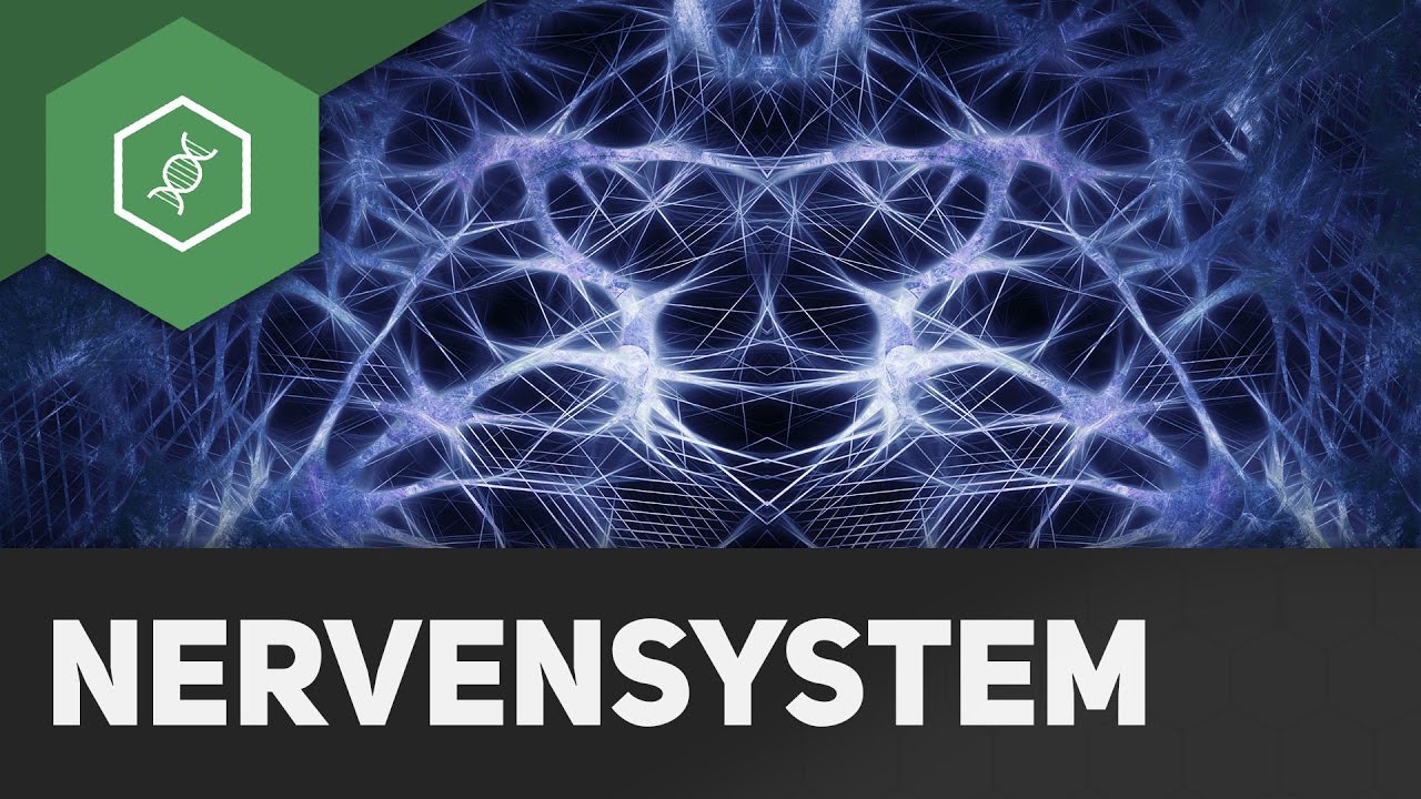 Somatisches und vegetatives Nervensystem