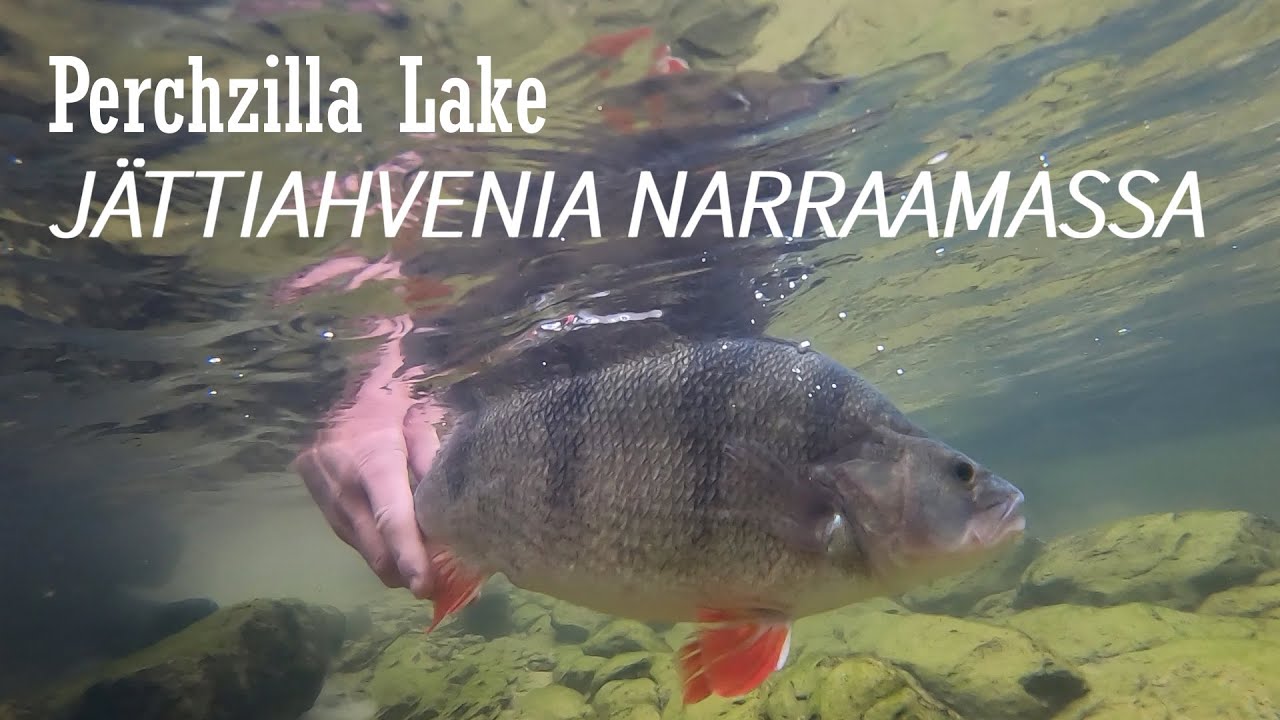 Perchzilla Lake - Jättiahvenia narraamassa (ENG. SUBS) Fooling Big Perch