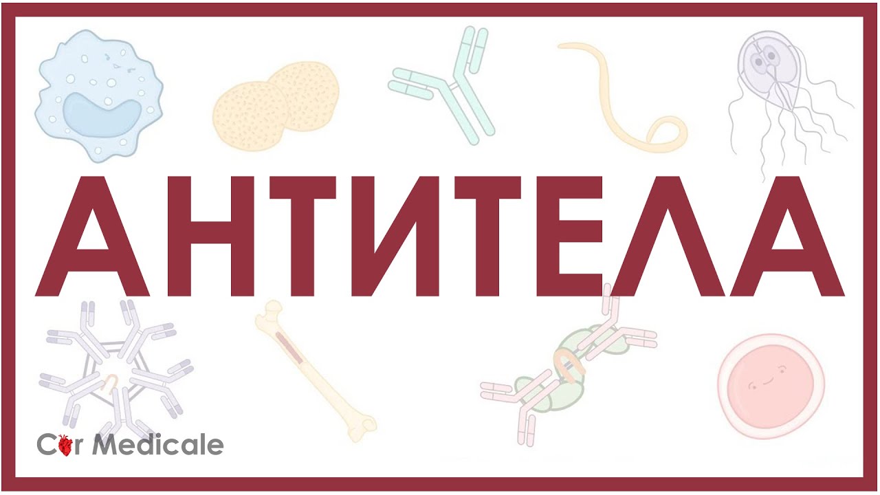 Антитела: IgA, IgG, IgD, IgE и IgM - кратко | Иммунология